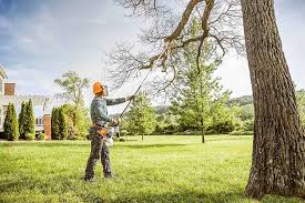 Best Fruit Tree Pruning  in Los Luceros, NM