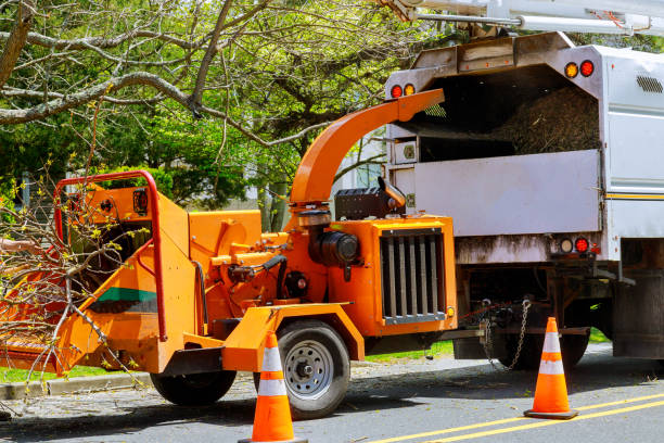 Best Commercial Tree Services  in Los Luceros, NM