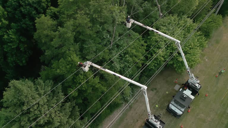 Tree and Shrub Care in Los Luceros, NM
