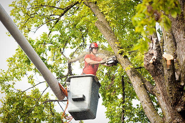 Best Arborist Consultation Services  in Los Luceros, NM